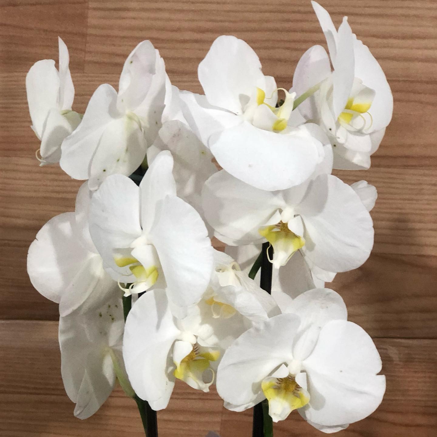 Flores e presentes publicados pela Serikawa.