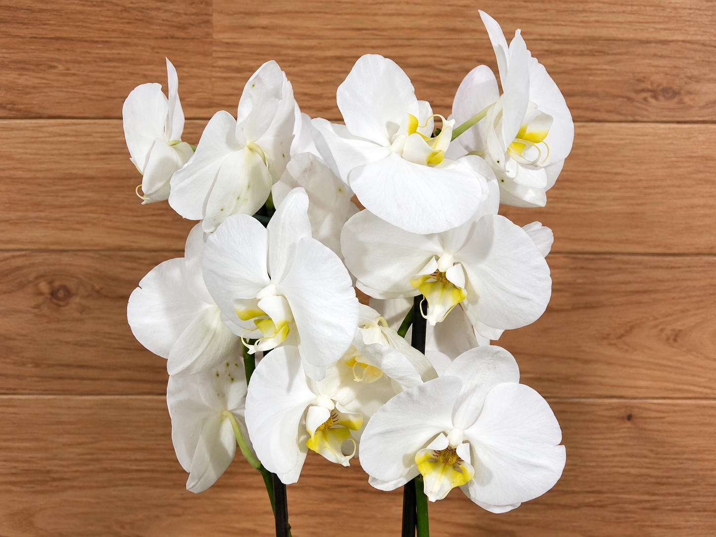 Orquídea branca da Serikawa, com enquadramento ampliado
